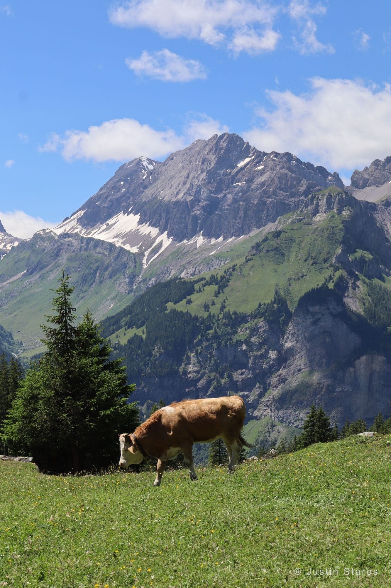 Alpine Pasture