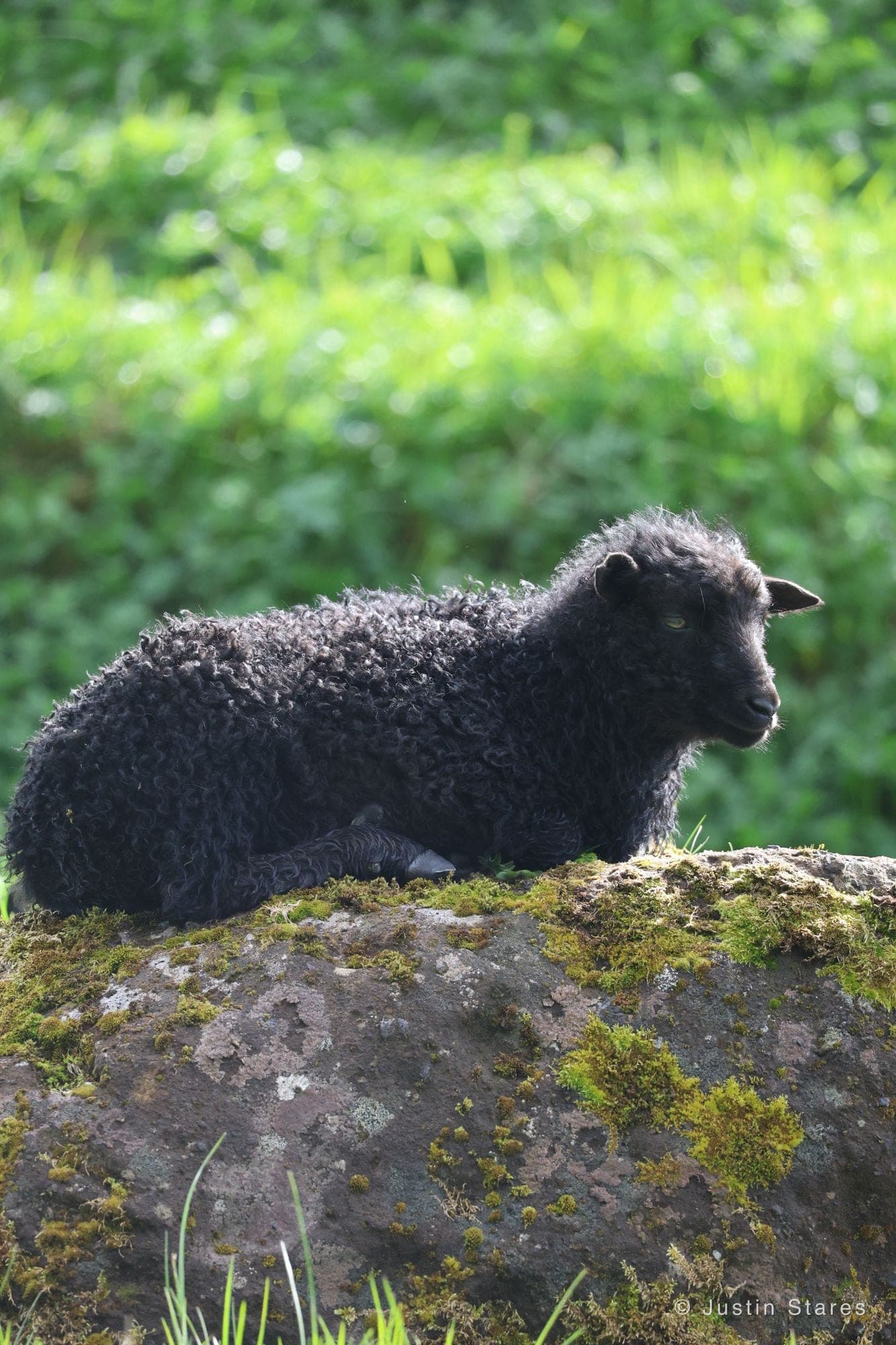 Black Lamb
