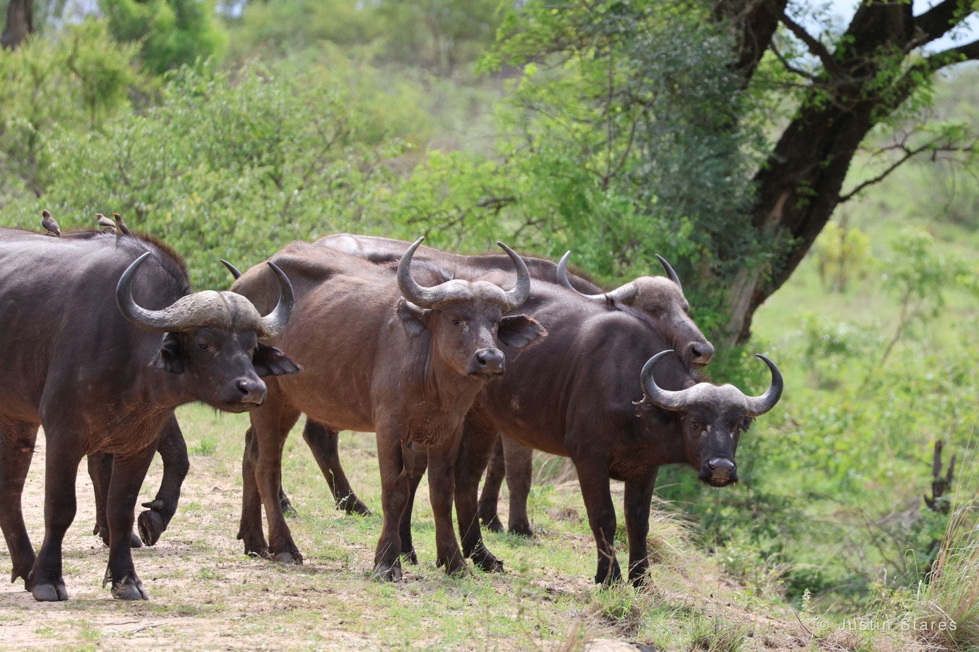 Buffalo Herd