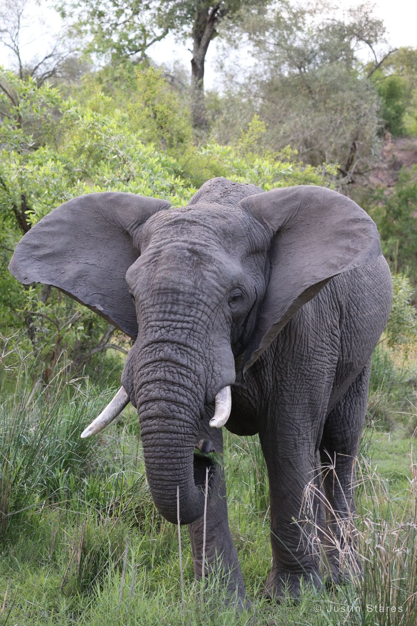 Bull Elephant
