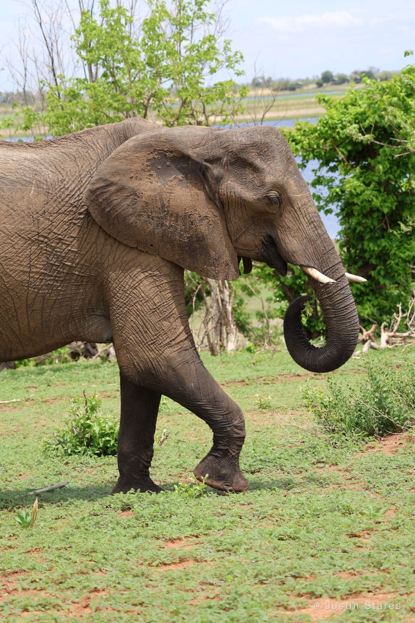 Chobe Elephant
