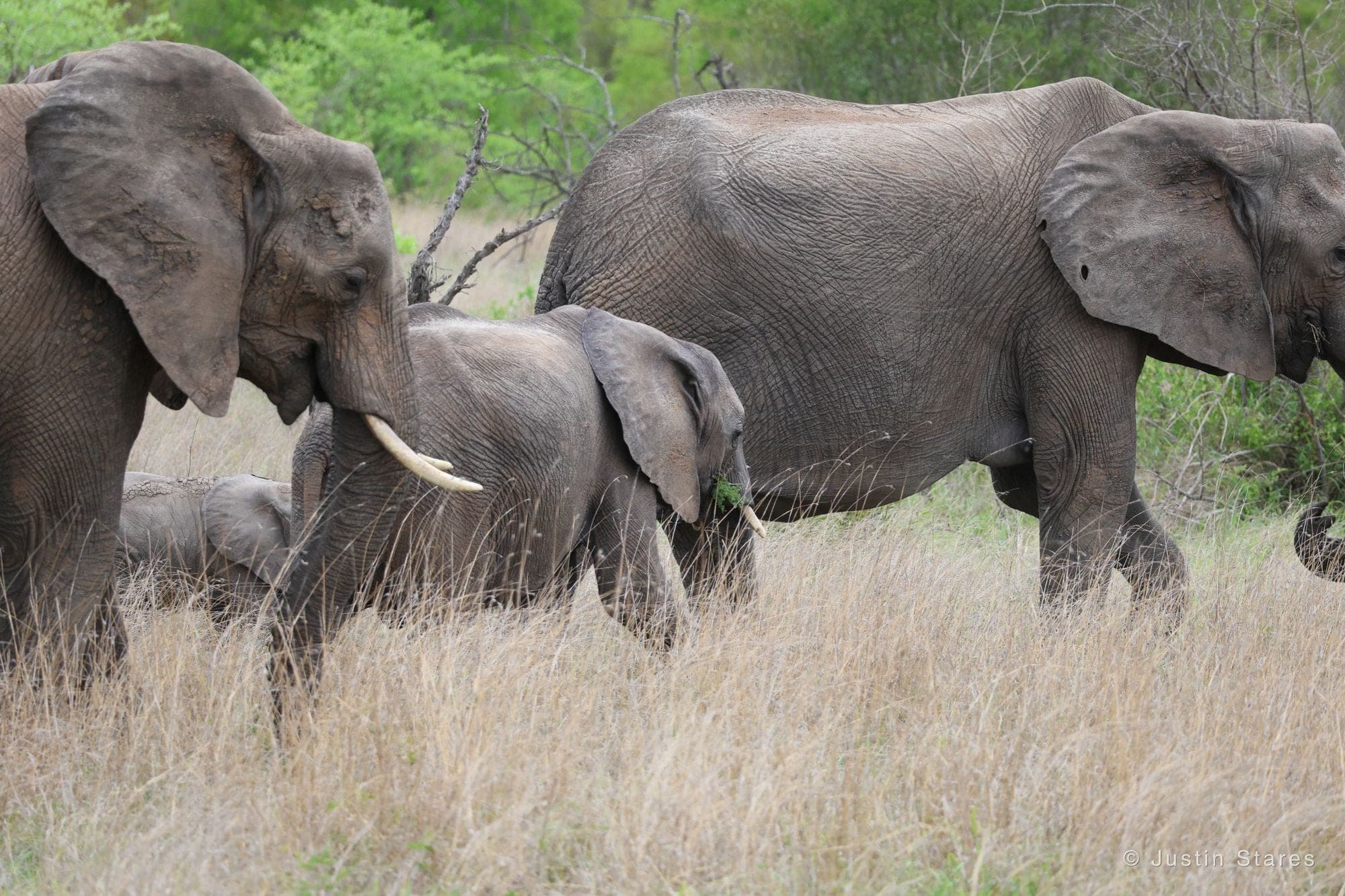 Elephant Family