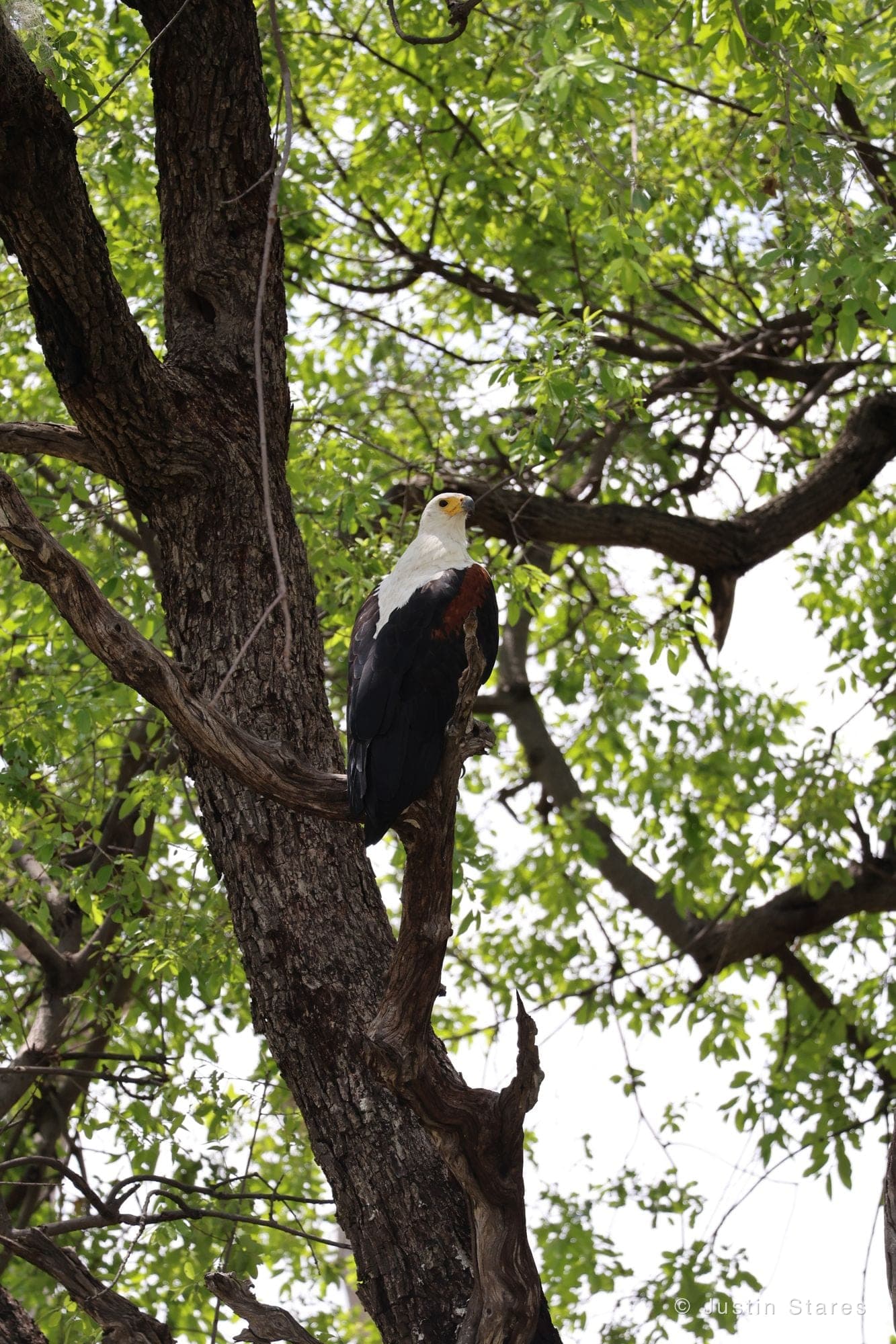Fish Eagle