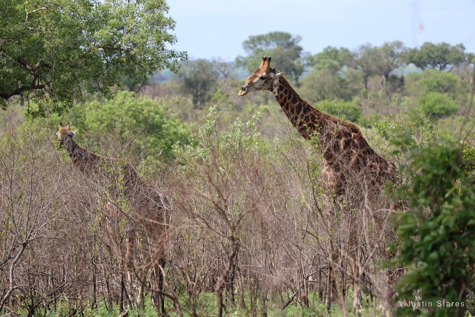 Giraffe in the Bush