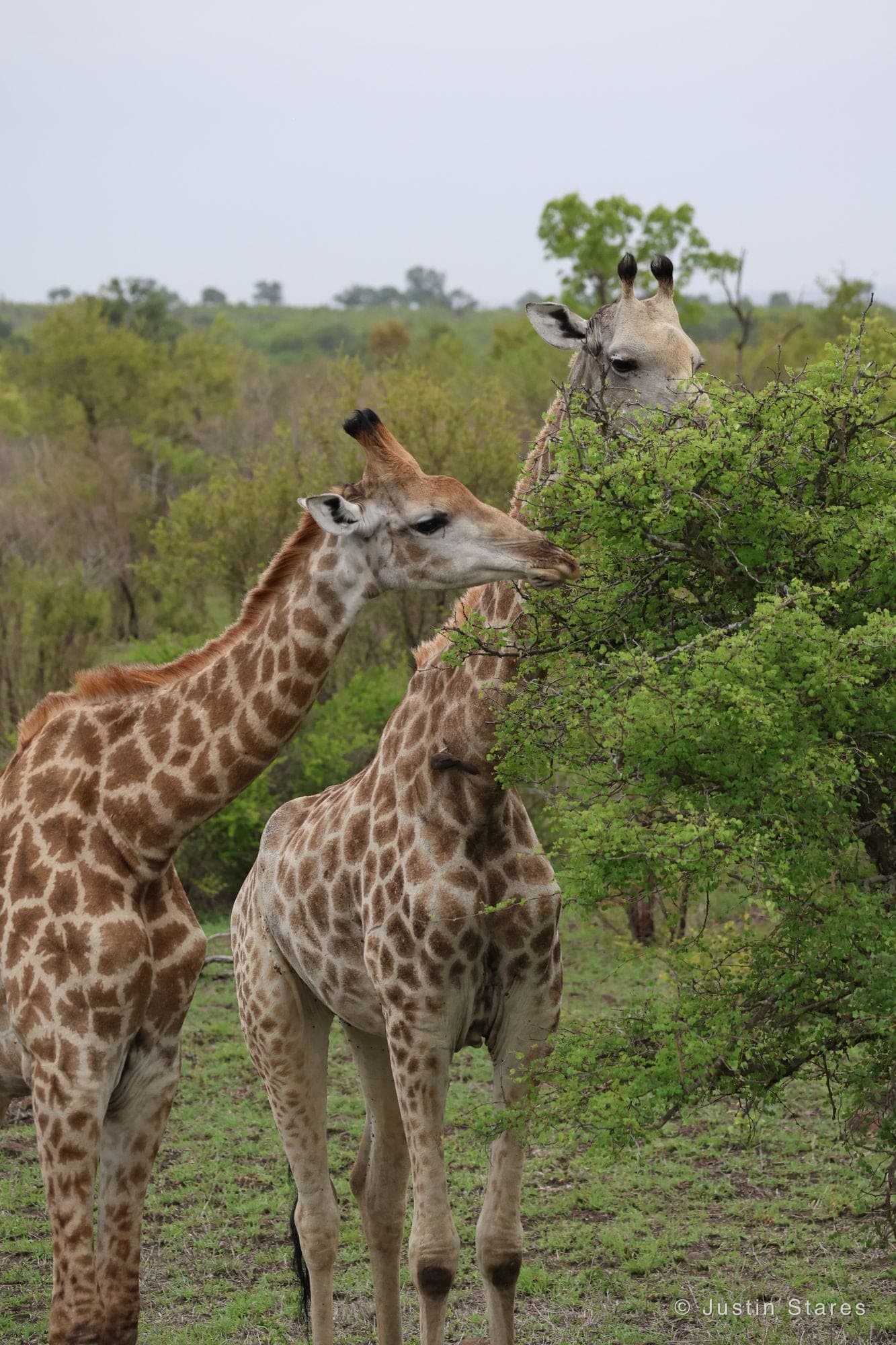 Giraffe Pair