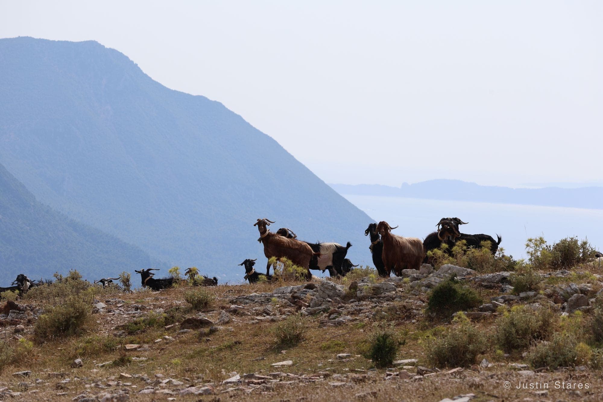 Goats on the Ridge