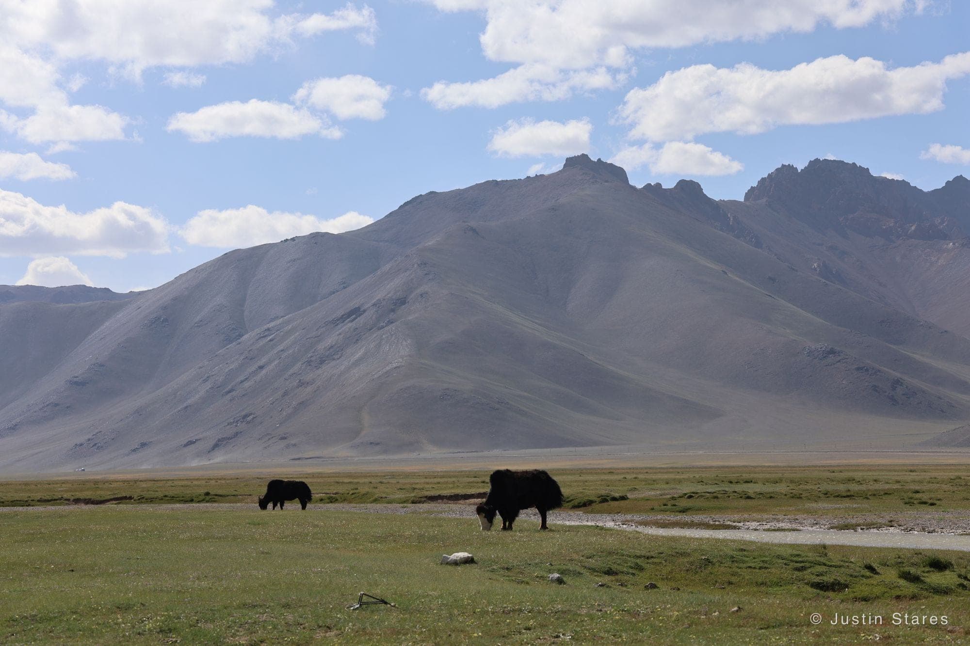 Grazing Yaks