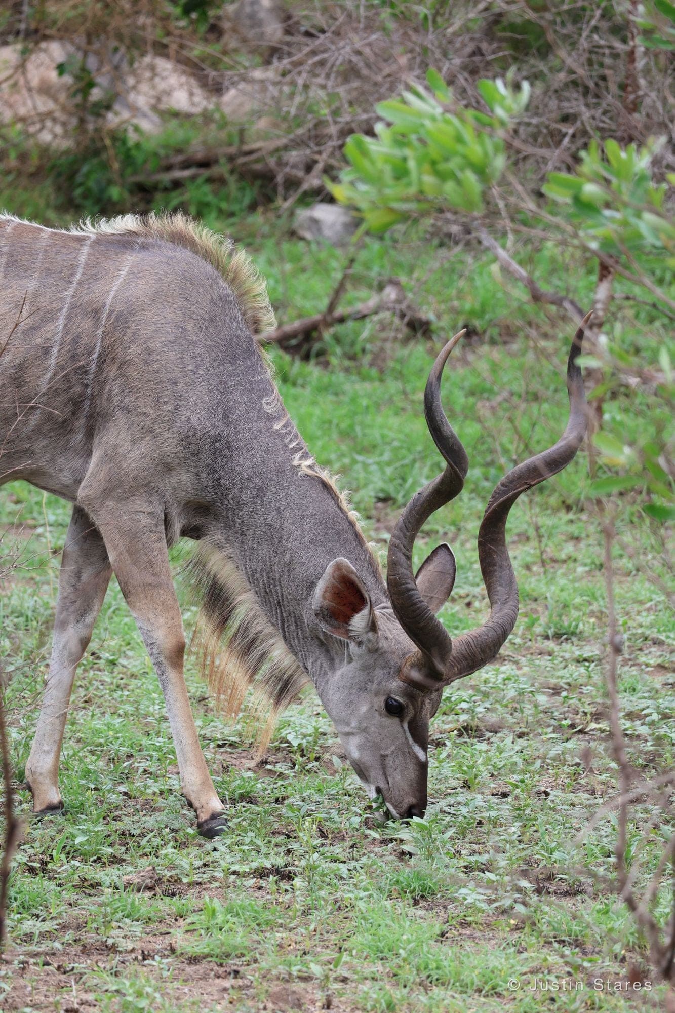Greater Kudu