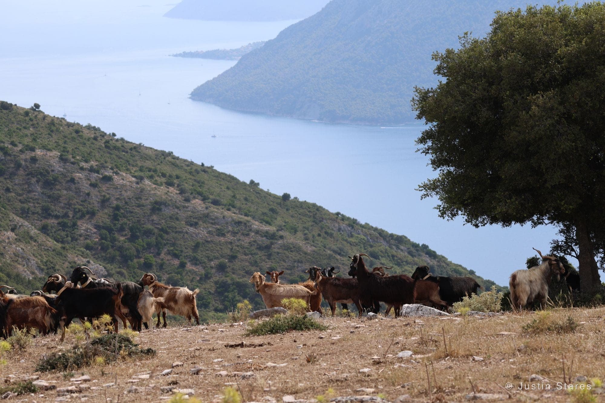 Herd Above the Sea