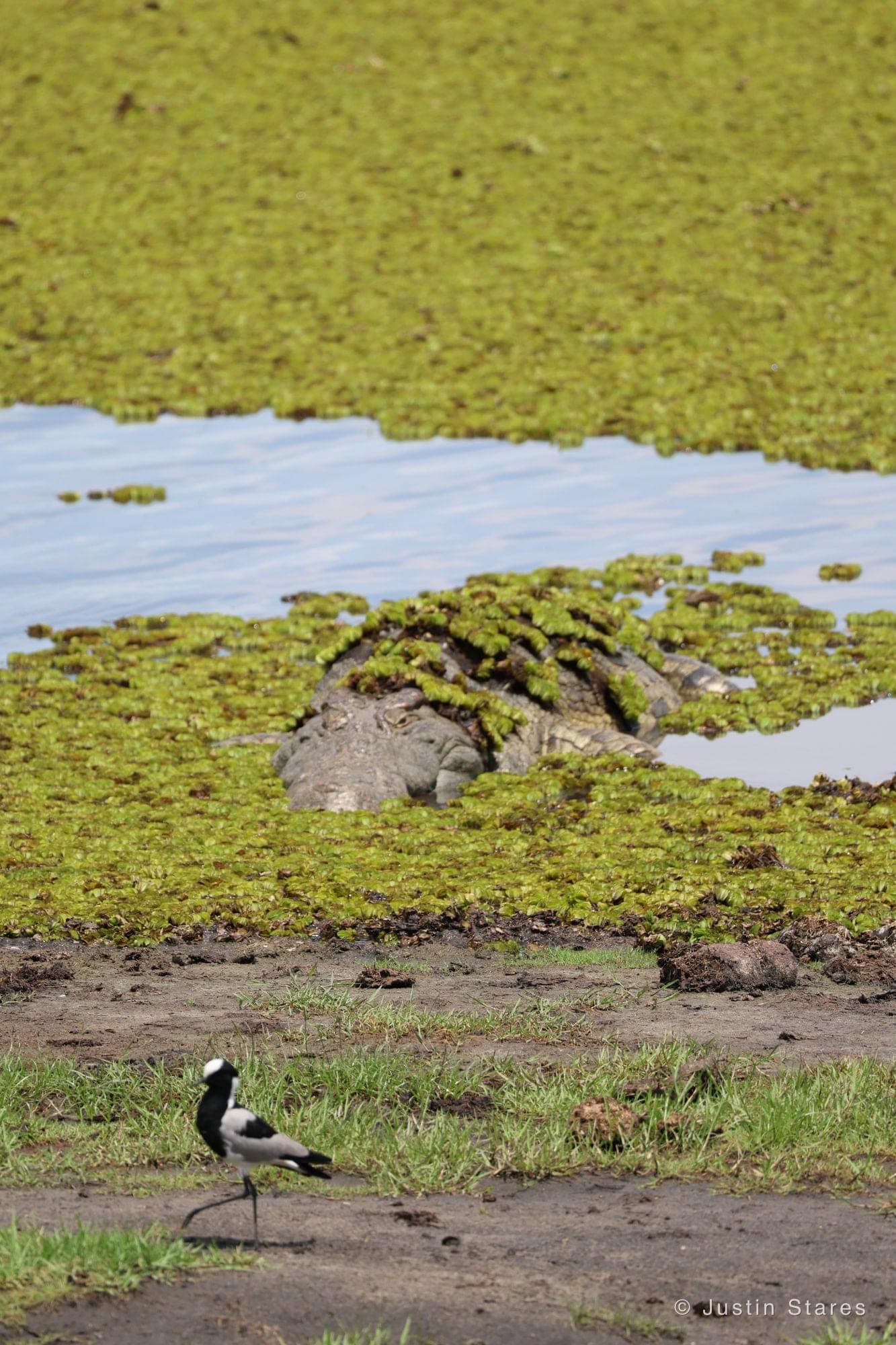Hippo in the Shallows