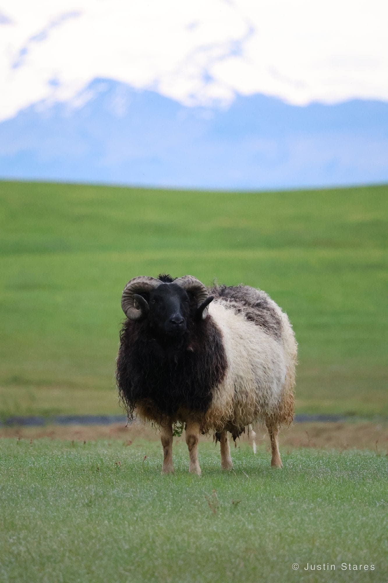 Icelandic Ram