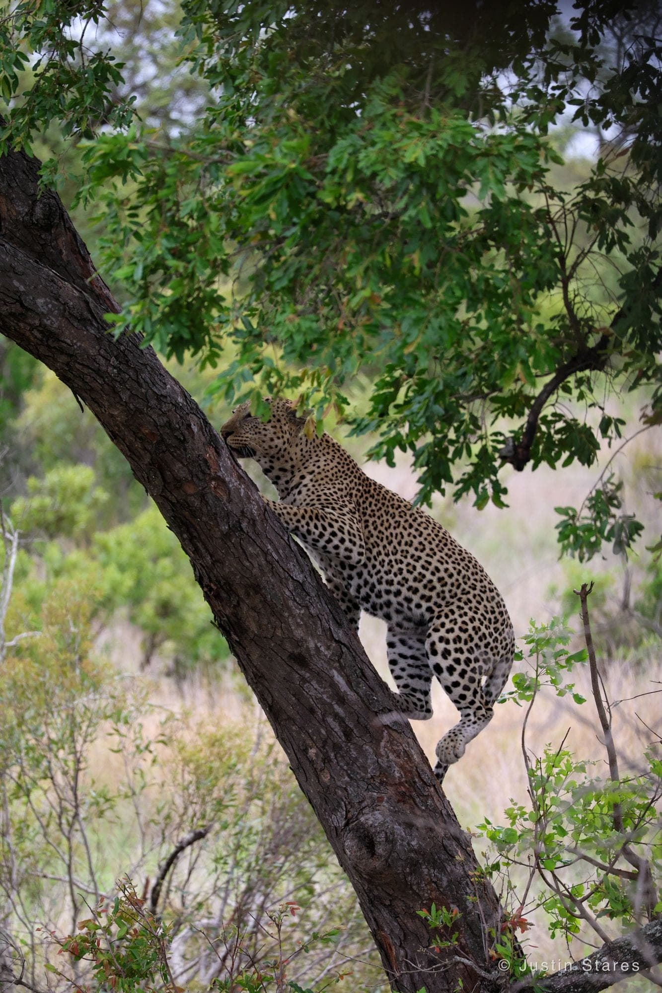 Leopard Climbing