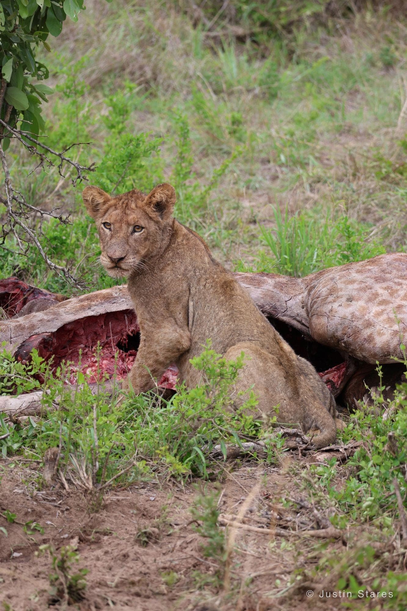 Lion Cub on the Kill