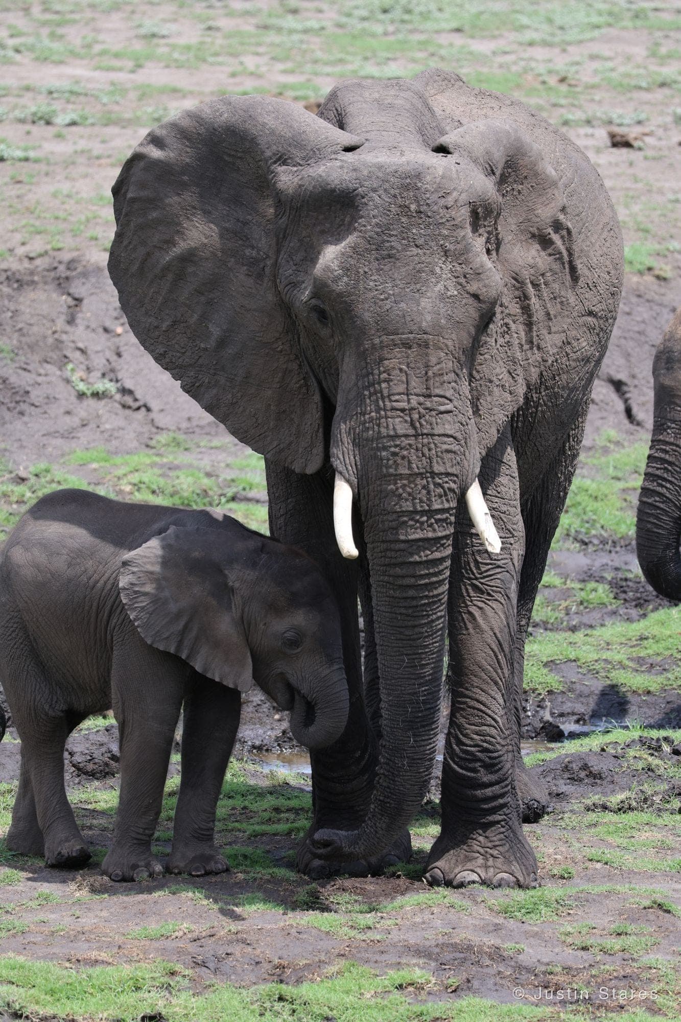 Mother and Calf