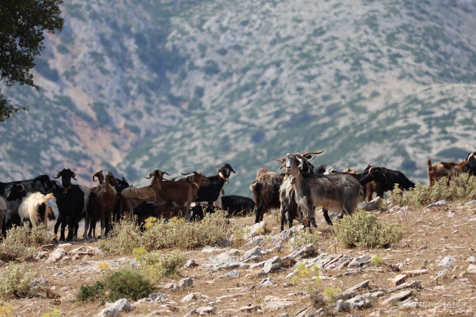 Mountain Goats