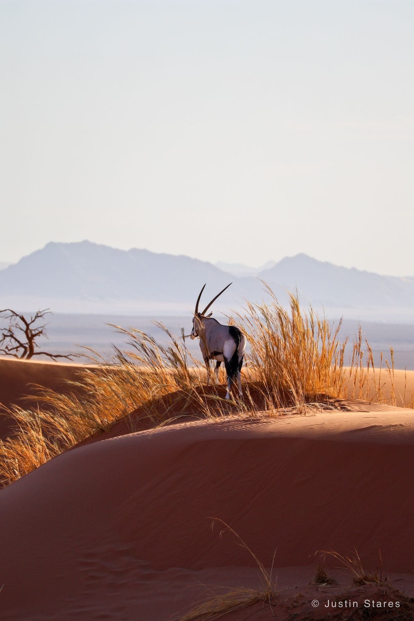 Oryx in the Grass