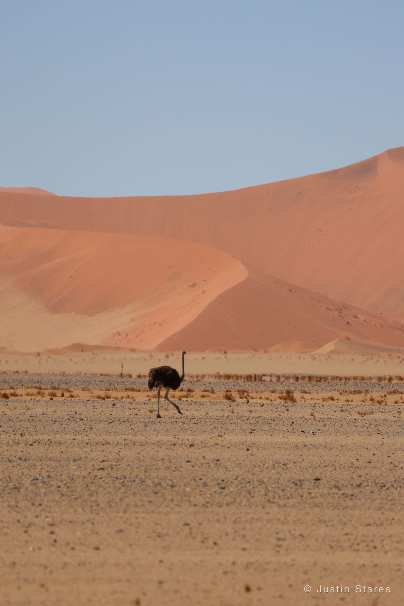 Ostrich Below the Dunes