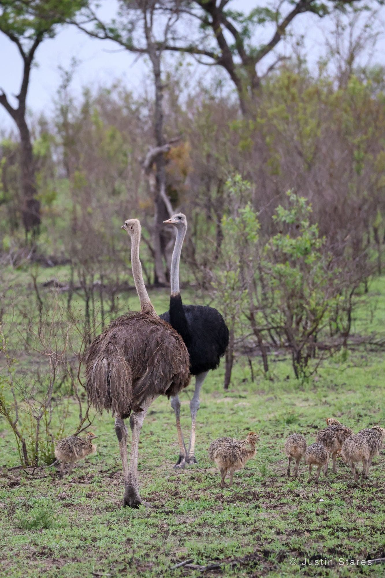 Ostrich Family