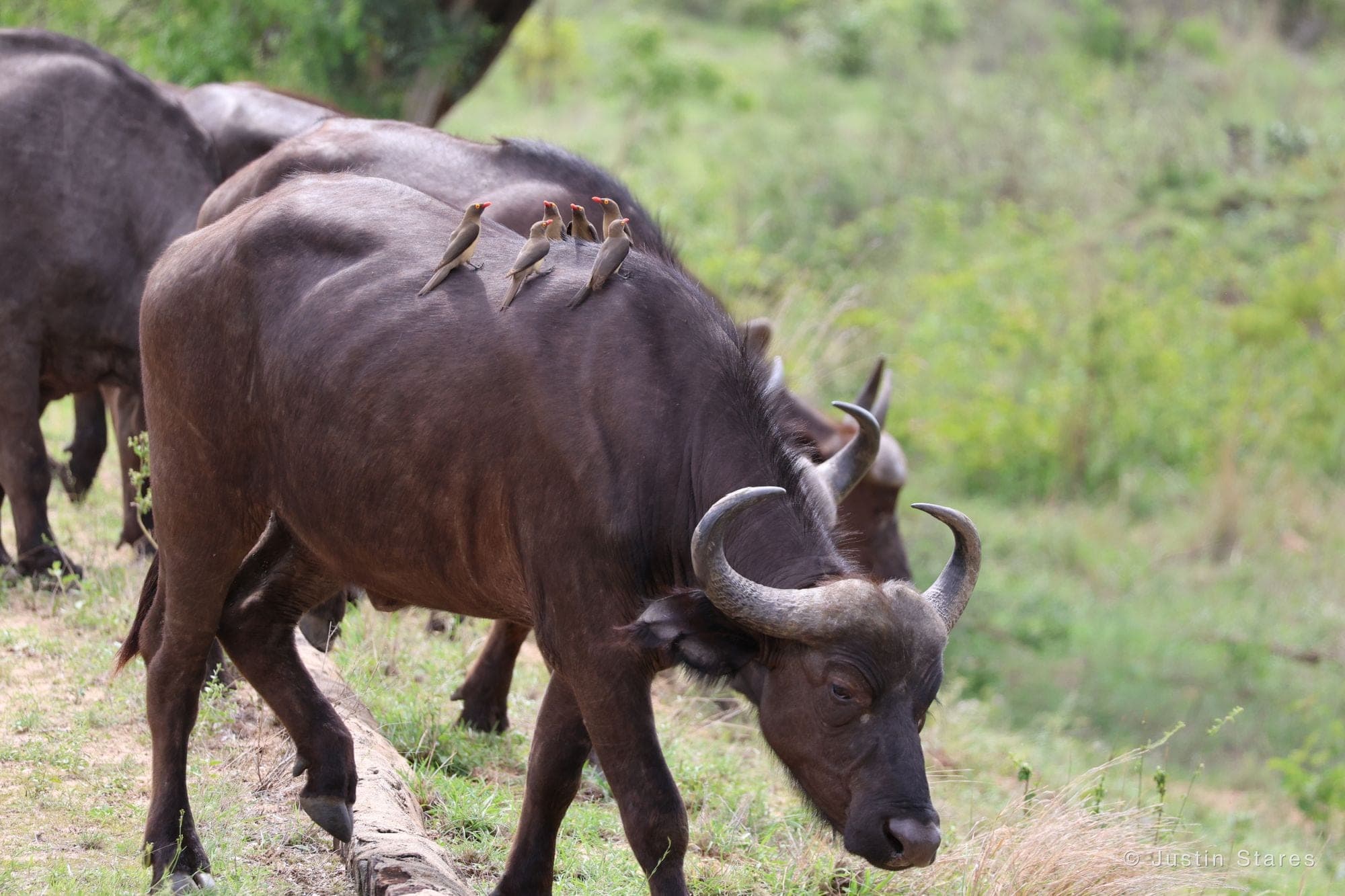 Oxpeckers