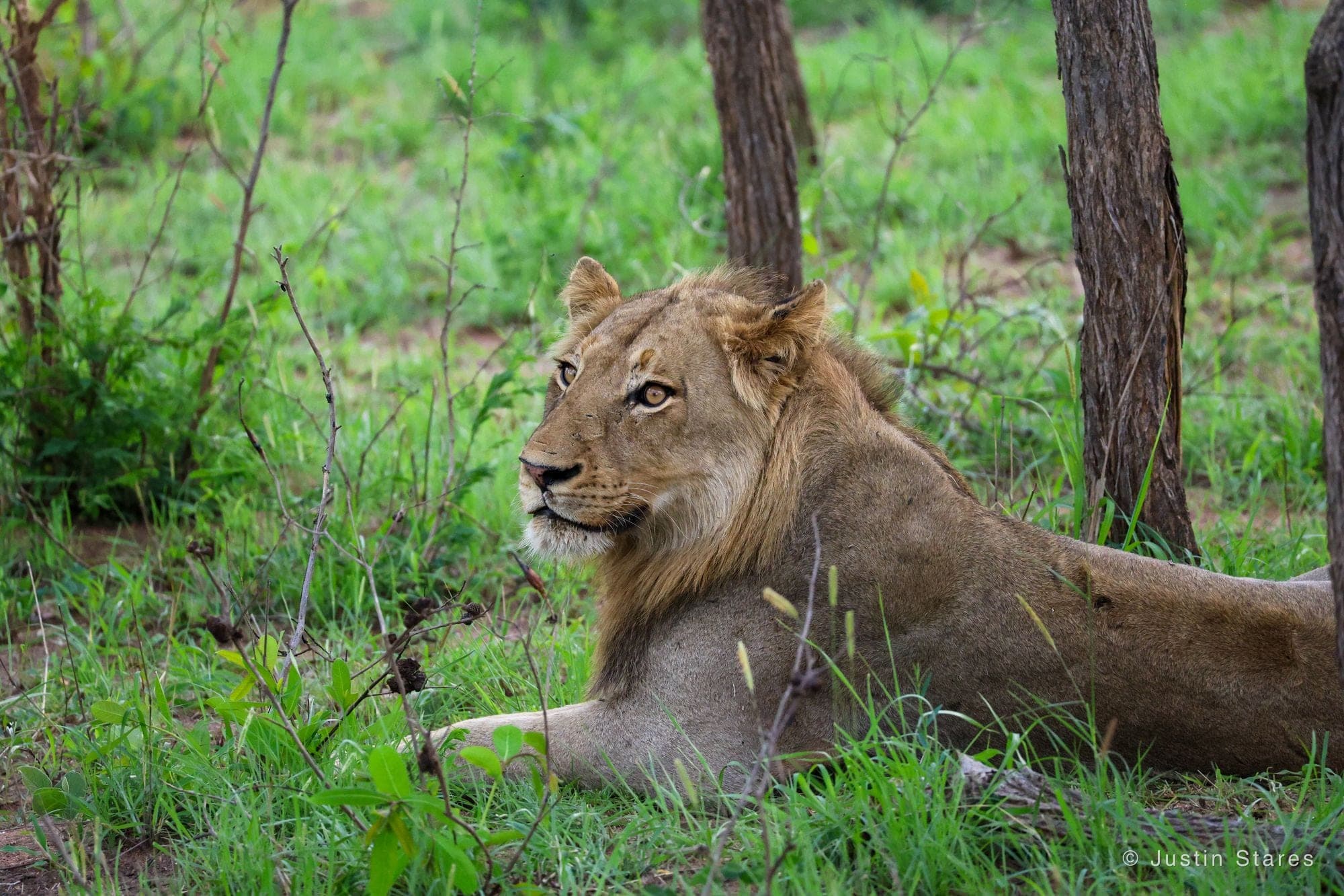 Resting Lion