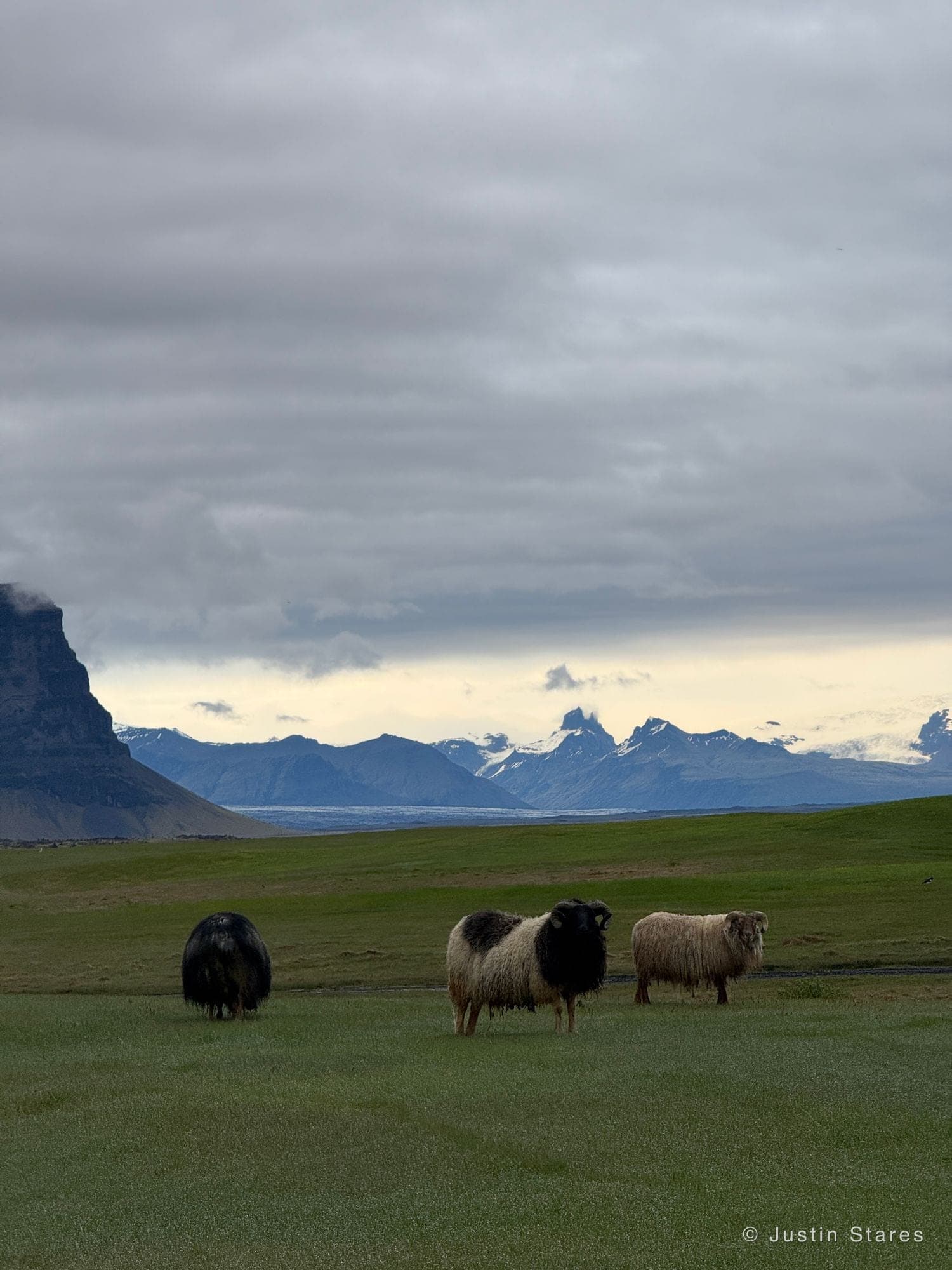 Sheep Before the Storm