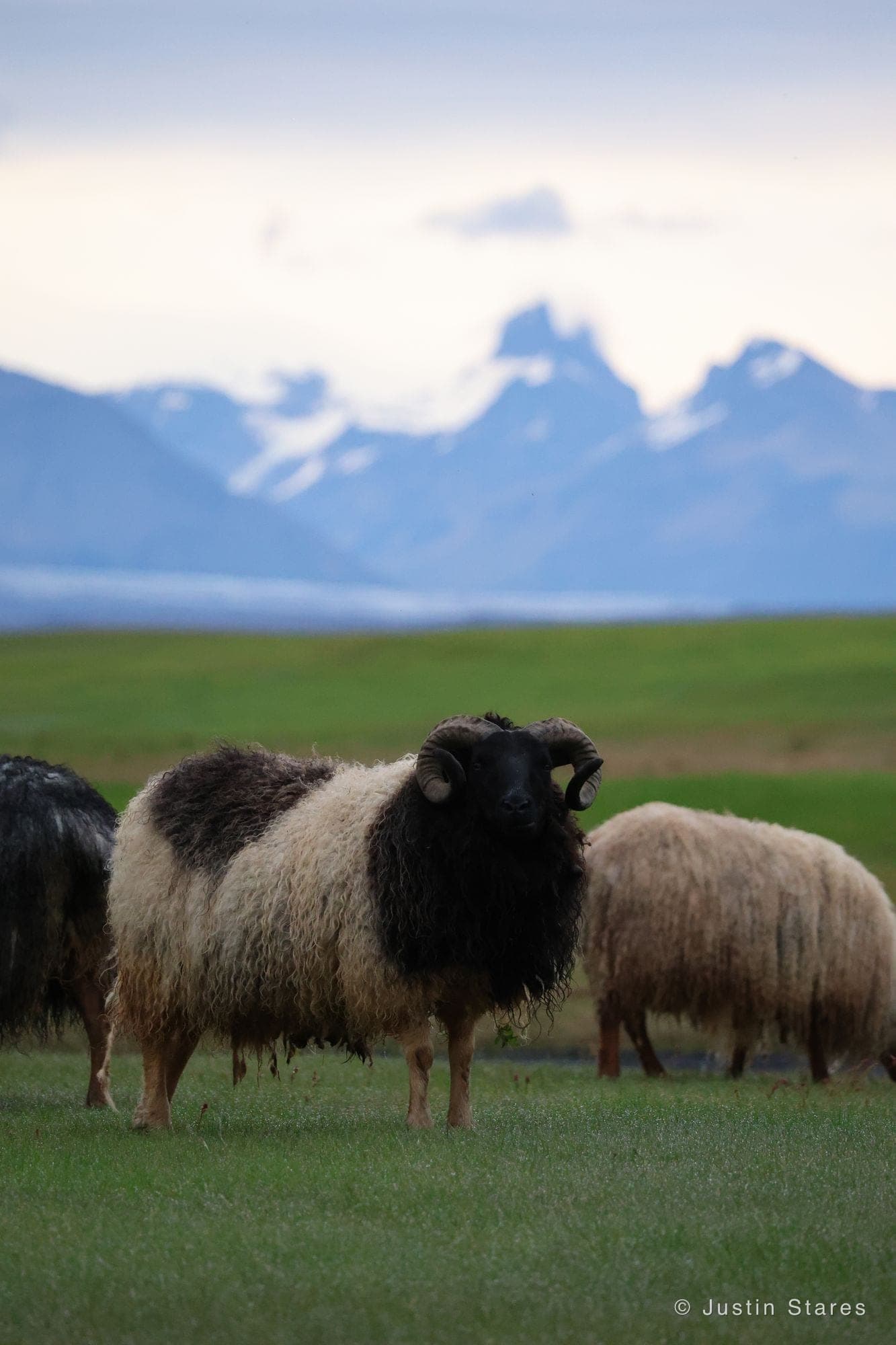 The Flock