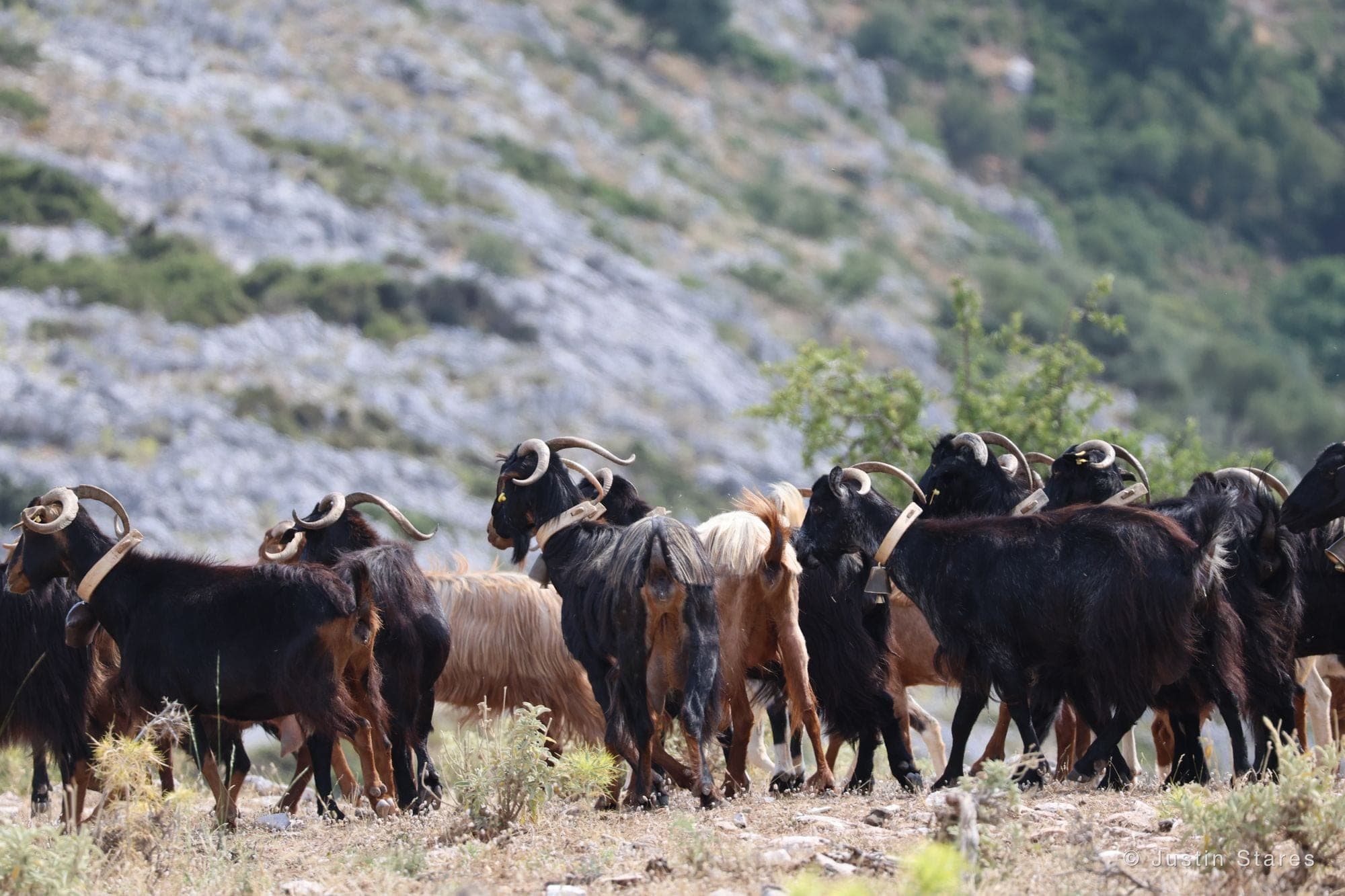 The Herd