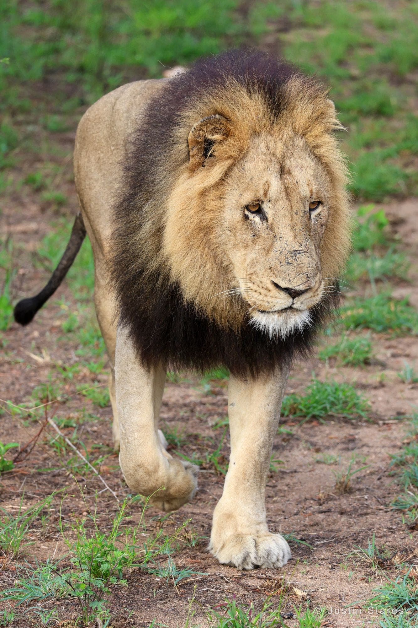 The King