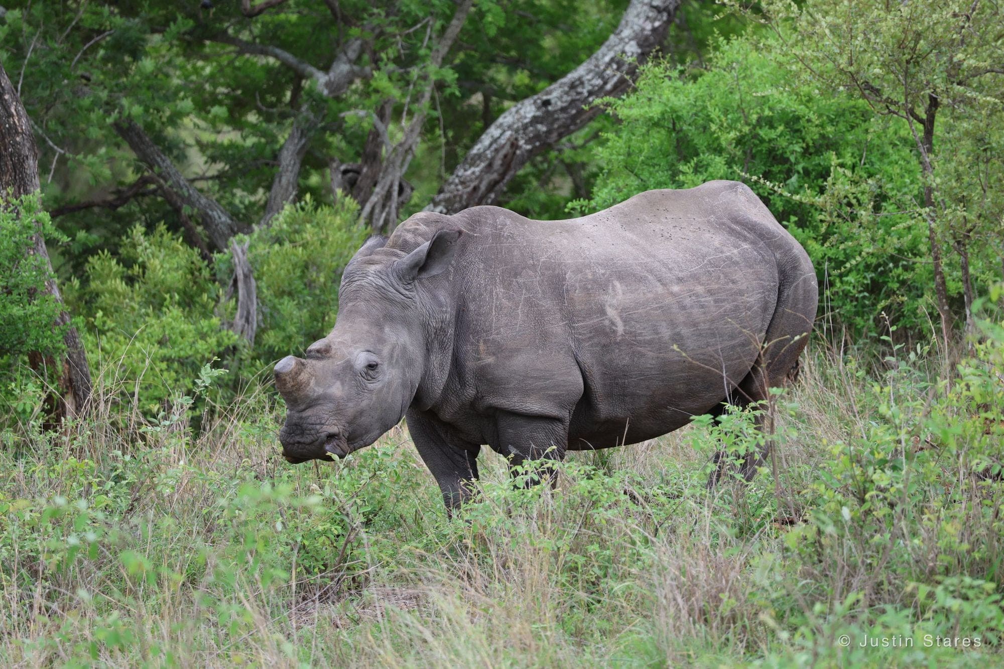 White Rhino
