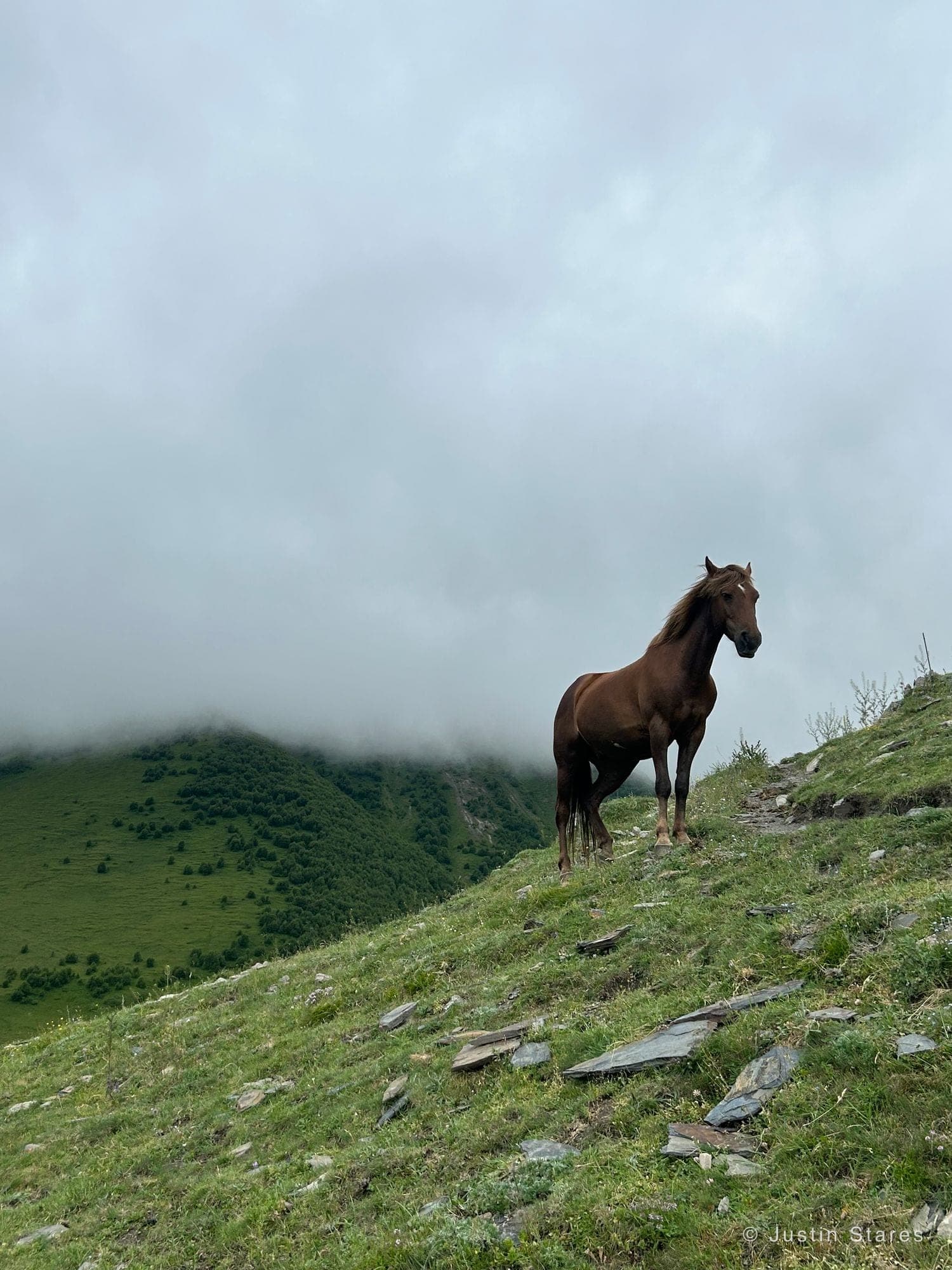 Wild Horse