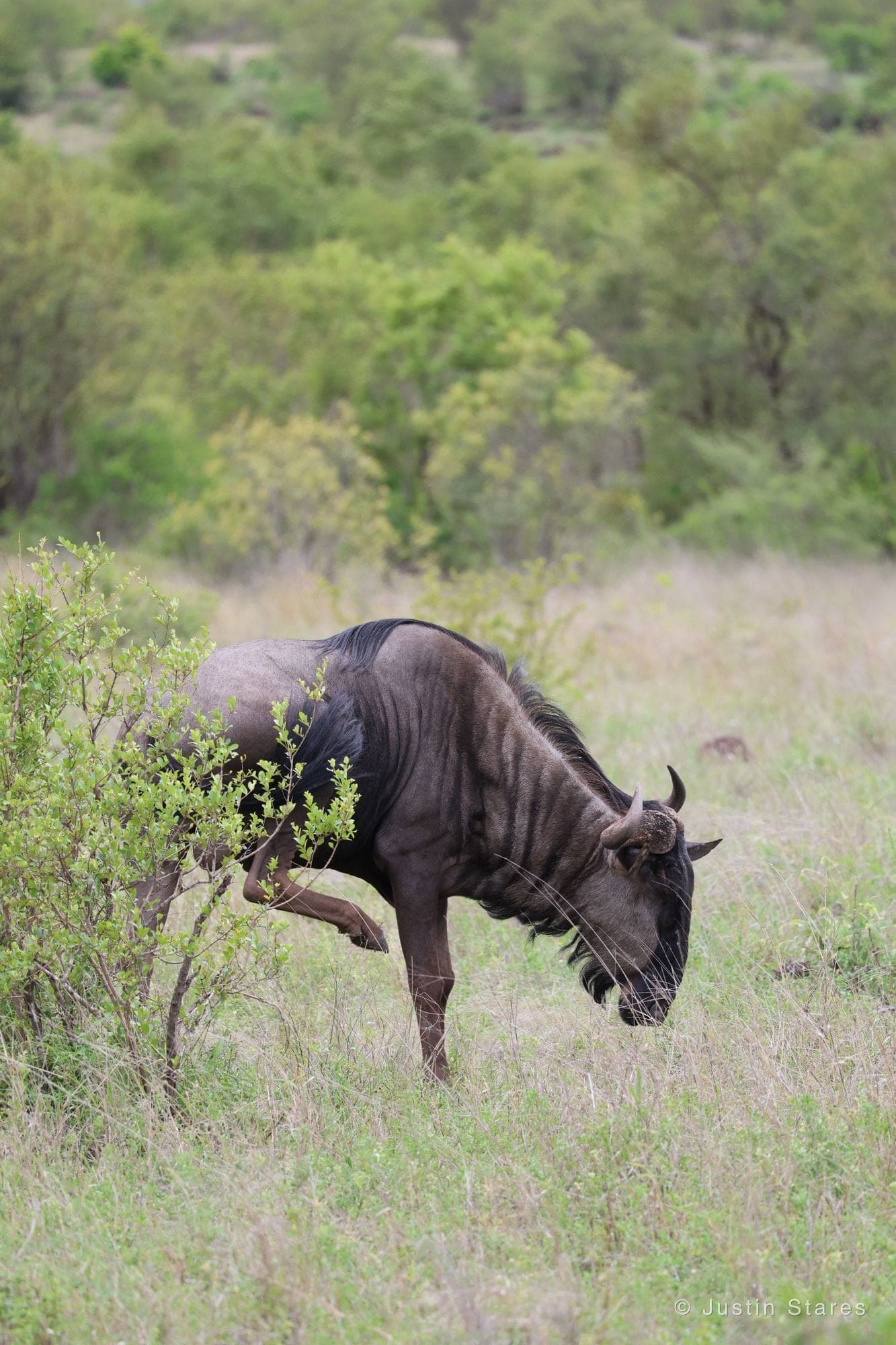 Wildebeest