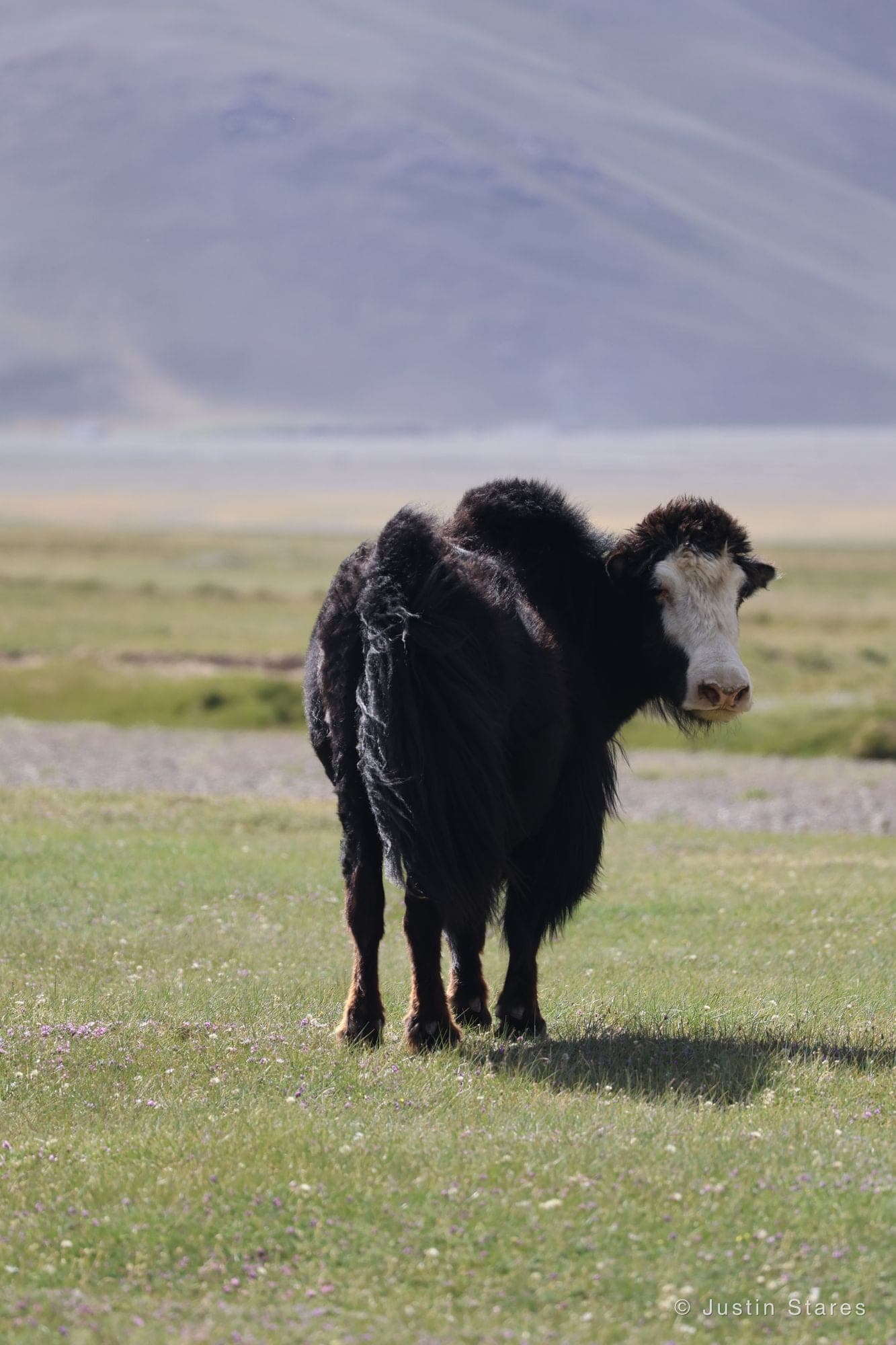 Yak Portrait